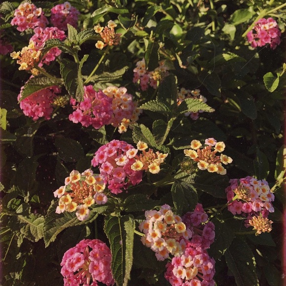 Meet your Posher, Kendall - Picture 1 of 1